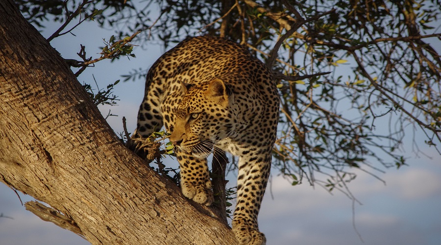 3 days tanzania mid-range safari to Serengeti and Ngorongoro Crater Fly In- Fly Out